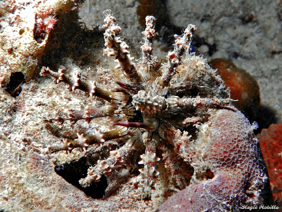  Plococidaris verticillata (Thorn-spined Sea Urchin)